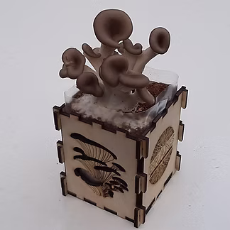 Bransbest - Growkit small