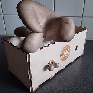 Bransbest - Growkit large