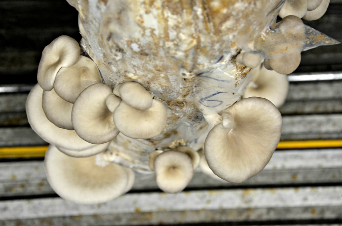 Bransbest - Over ons