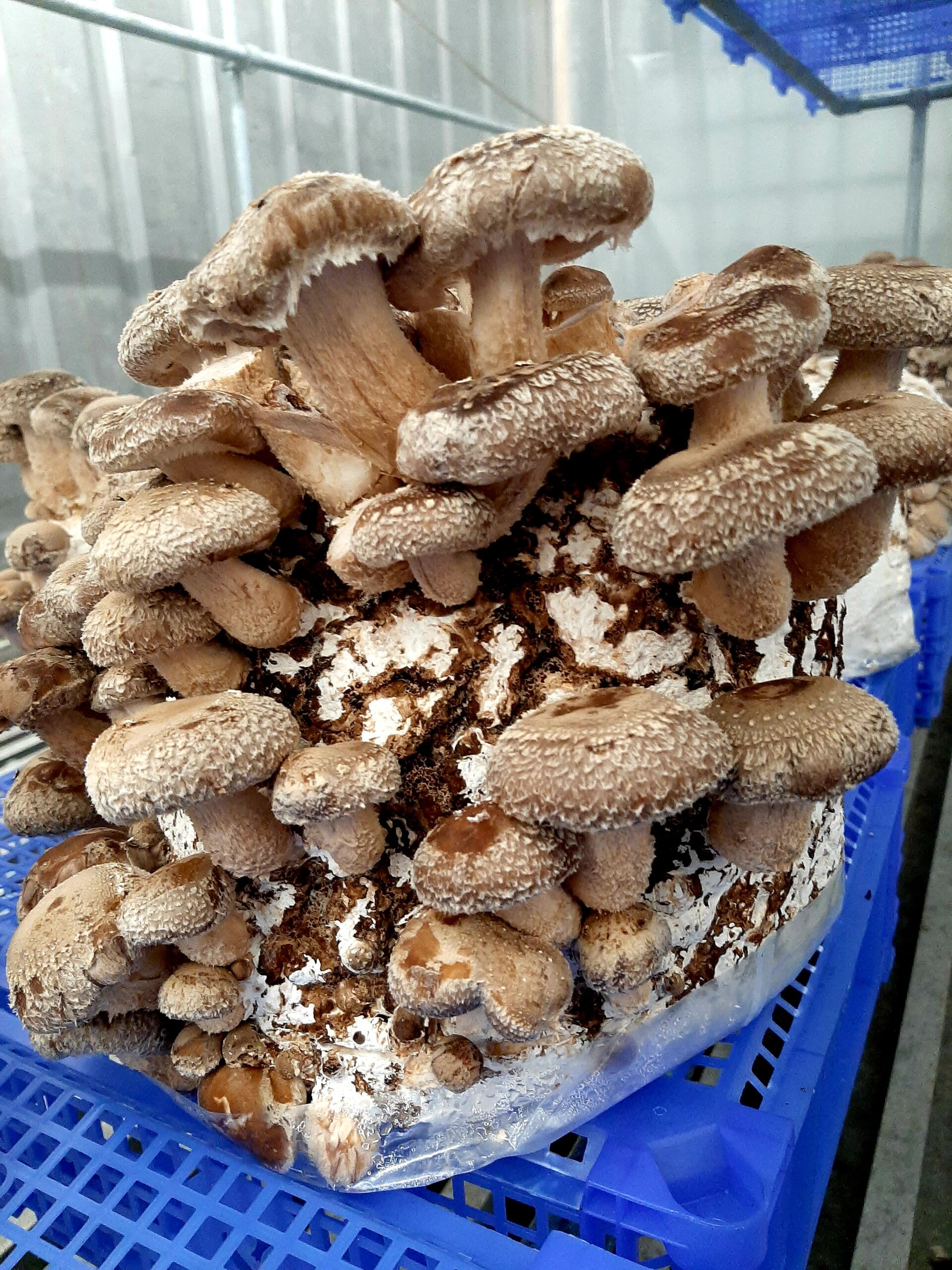 Bransbest - Shiitakes