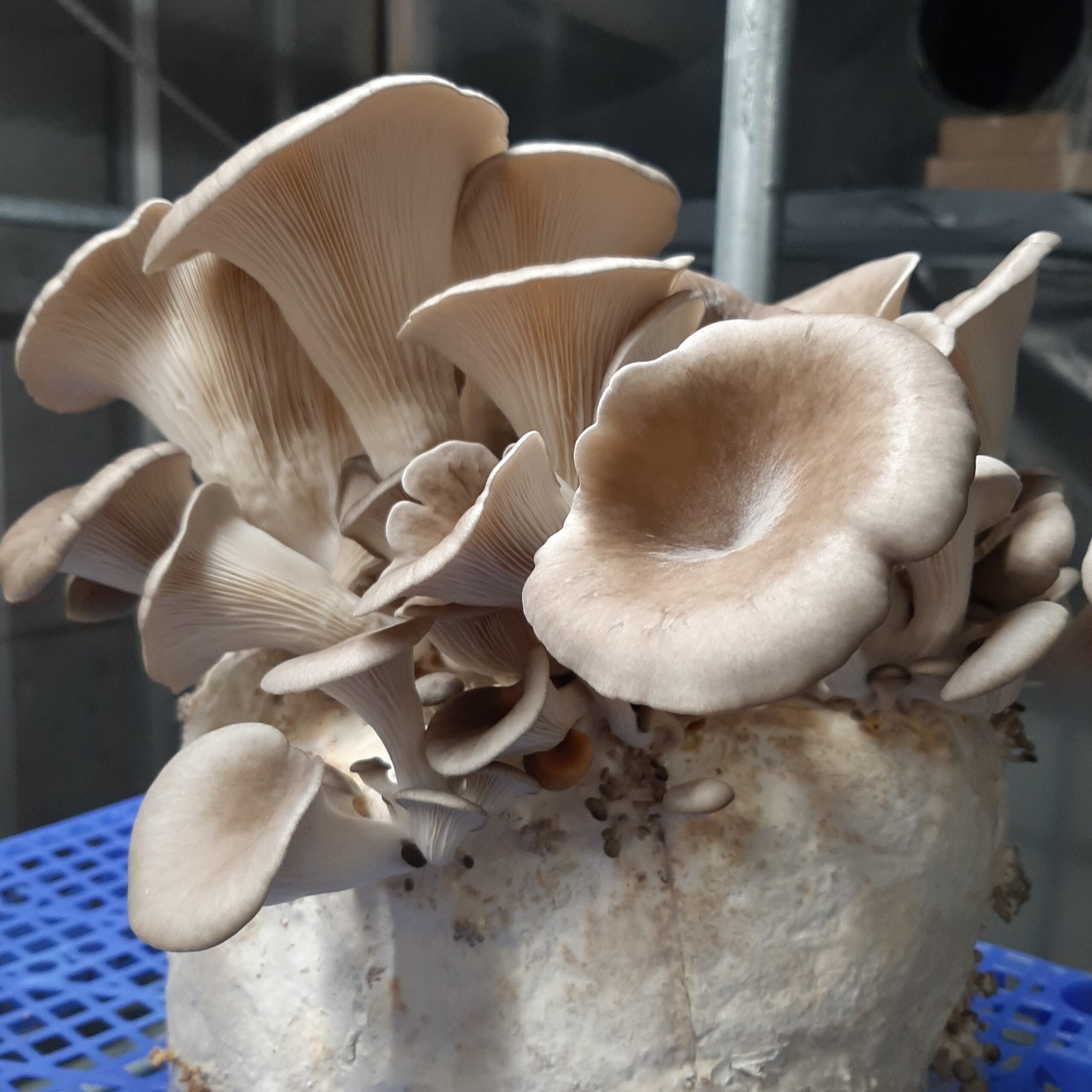 Bransbest - Oesterzwammen